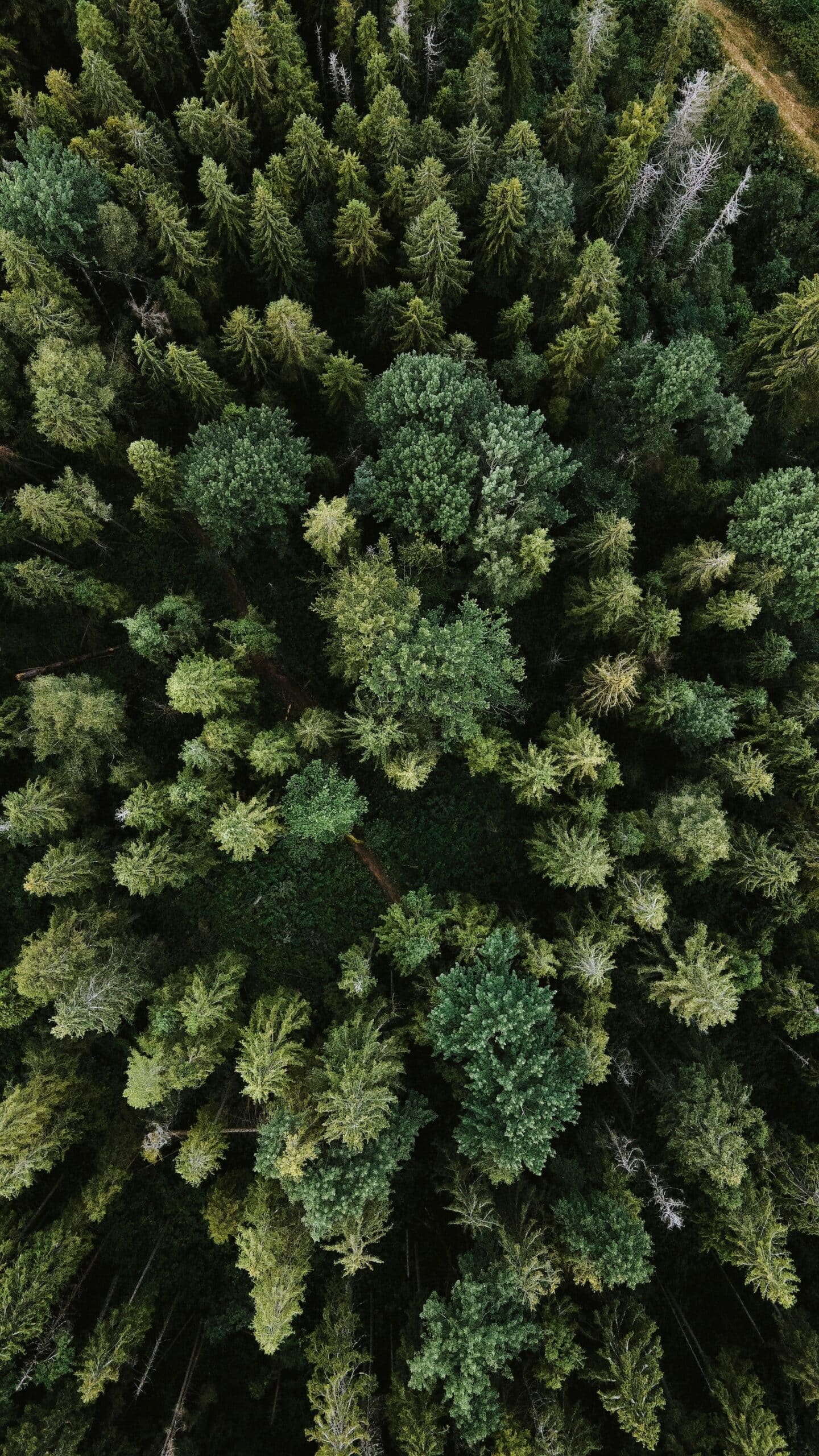 Ecomusée du Bois et de la Forêt
